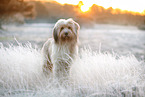 Waeller Sheepdog in winter