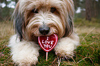 Waeller Sheepdog
