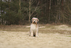 Waeller Sheepdog