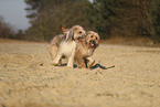 Waeller Sheepdog