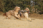 Waeller Sheepdog