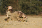 Waeller Sheepdog