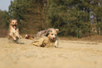 Waeller Sheepdog