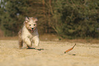 Waeller Sheepdog