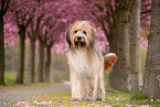 Waeller Sheepdog
