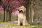 Waeller Sheepdog