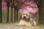 Waeller Sheepdog