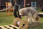 Waeller Sheepdog