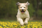 Waeller Sheepdog
