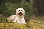 Waeller Sheepdog
