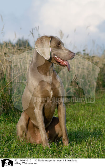 sitzender Weimaraner / sitting Weimaraner / JH-01015
