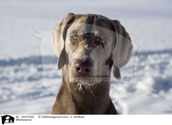 Weimaraner / Weimaraner / JH-01032