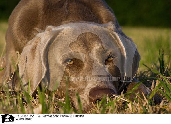 Weimaraner / Weimaraner / JH-01062