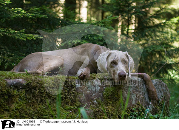 liegender Weimaraner / lying Weimaraner / JH-01063