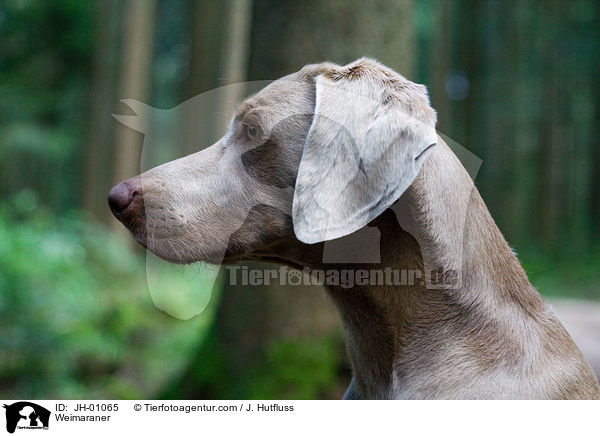Weimaraner / Weimaraner / JH-01065