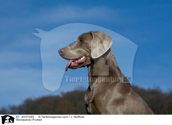 Weimaraner Portrait / Weimaraner Portrait / JH-01090