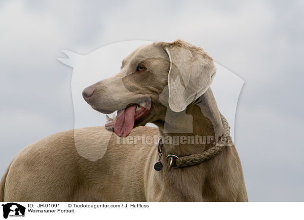 Weimaraner Portrait / Weimaraner Portrait / JH-01091