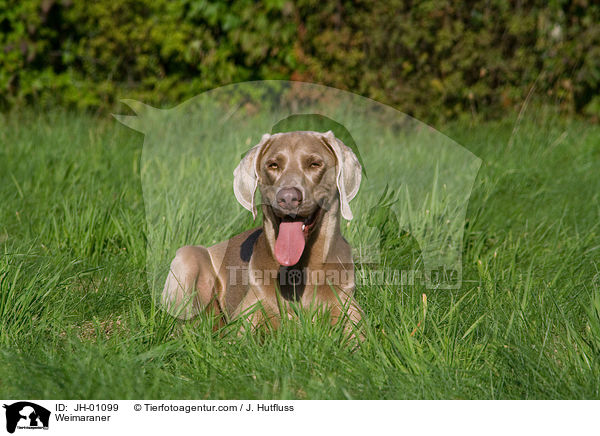 Weimaraner / Weimaraner / JH-01099