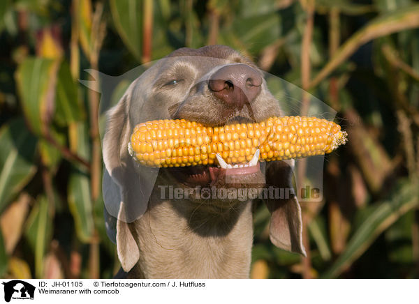 Weimaraner mit Maiskolben im Maul / Weimaraner with corncob / JH-01105