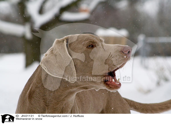 Weimaraner im Schnee / Weimaraner in snow / JH-01131