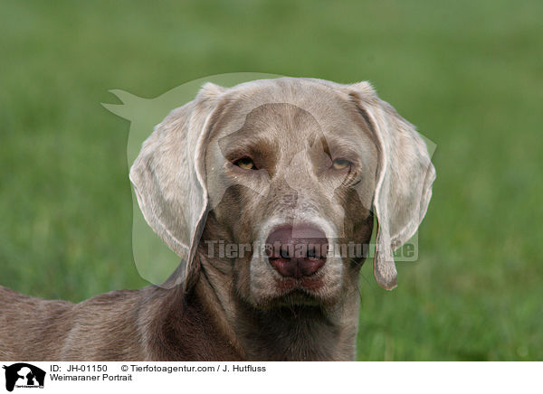 Weimaraner Portrait / Weimaraner Portrait / JH-01150