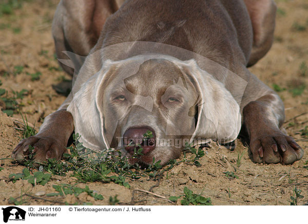 Weimaraner / Weimaraner / JH-01160