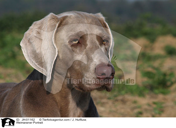 Weimaraner Portrait / Weimaraner Portrait / JH-01162