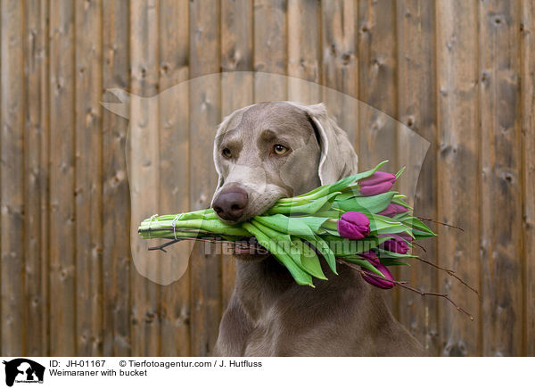 Weimaraner mit Blumen im Maul / Weimaraner with bucket / JH-01167