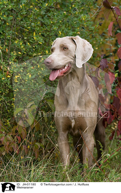 Weimaraner / Weimaraner / JH-01180