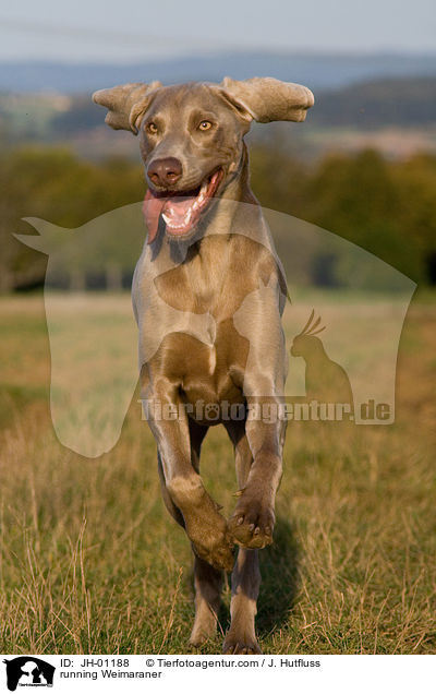 rennender Weimaraner / running Weimaraner / JH-01188