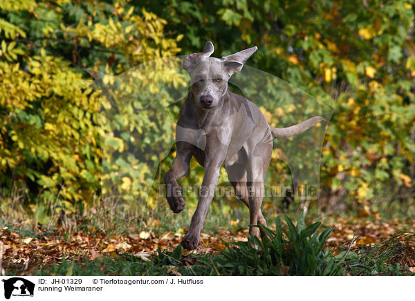 rennender Weimaraner / running Weimaraner / JH-01329