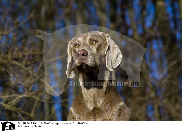 Weimaraner Portrait / Weimaraner Portrait / JH-01339