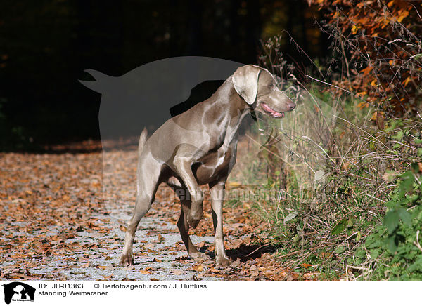 stehender Weimaraner / standing Weimaraner / JH-01363