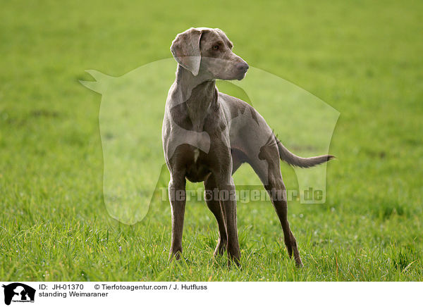 stehender Weimaraner / standing Weimaraner / JH-01370