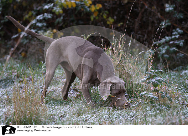 stbernder Weimaraner / rummaging Weimaraner / JH-01373