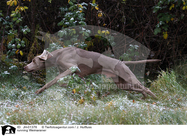 rennender Weimaraner / running Weimaraner / JH-01376