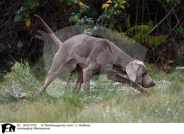 stbernder Weimaraner / rummaging Weimaraner / JH-01378