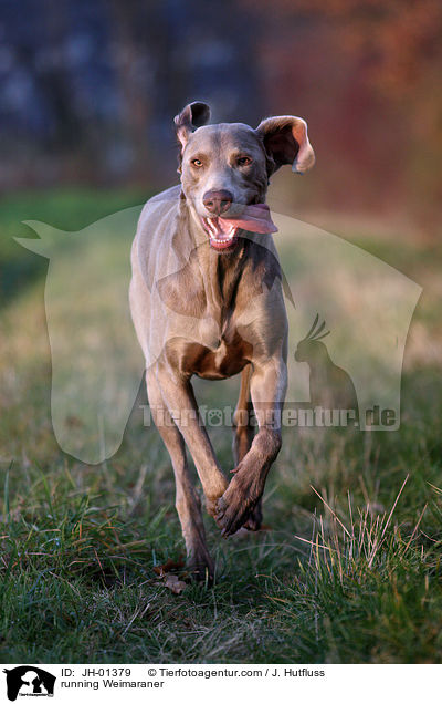 rennender Weimaraner / running Weimaraner / JH-01379