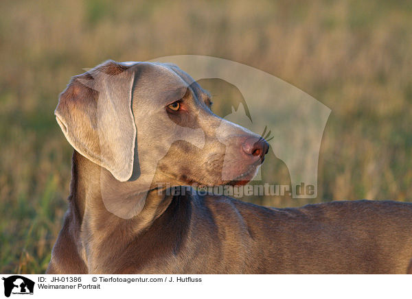 Weimaraner Portrait / Weimaraner Portrait / JH-01386