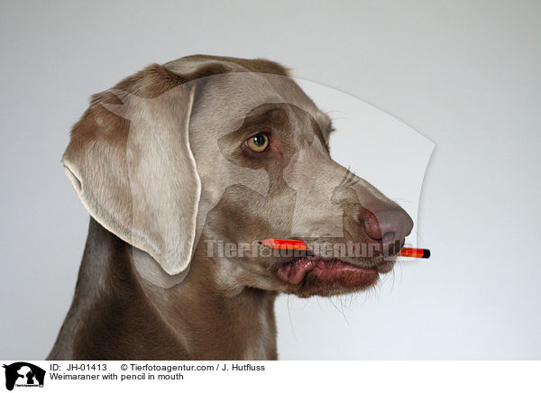 Weimaraner mit Bleistift im Maul / Weimaraner with pencil in mouth / JH-01413