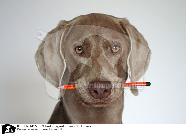 Weimaraner mit Bleistift im Maul / Weimaraner with pencil in mouth / JH-01415