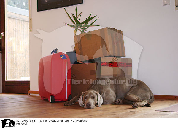 Weimaraner zwischen Umzugskisten / removal / JH-01573