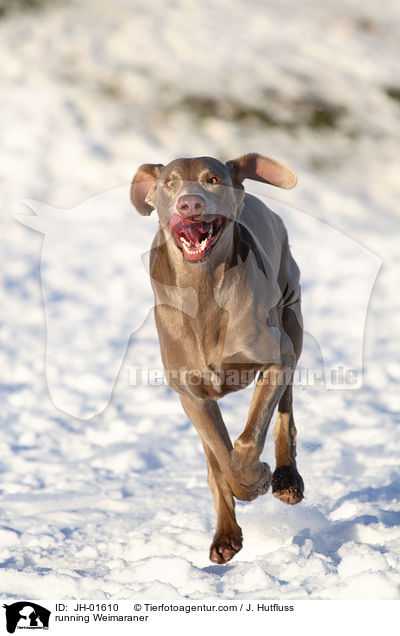 rennender Weimaraner im Schnee / running Weimaraner / JH-01610
