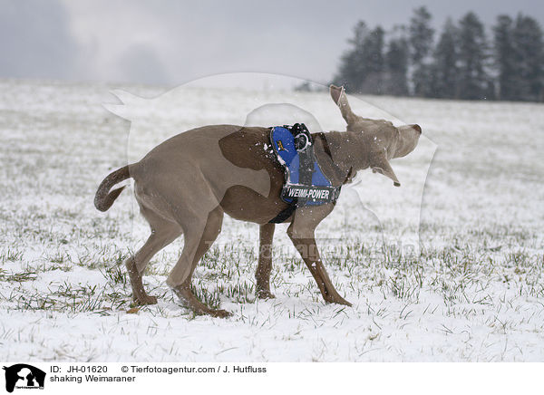 sich schttelnder Weimaraner / shaking Weimaraner / JH-01620