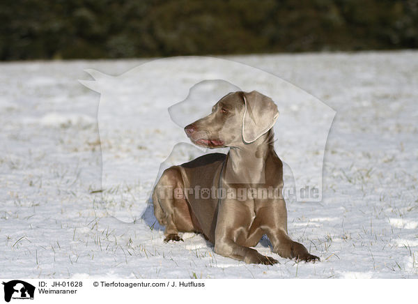 Weimaraner / Weimaraner / JH-01628