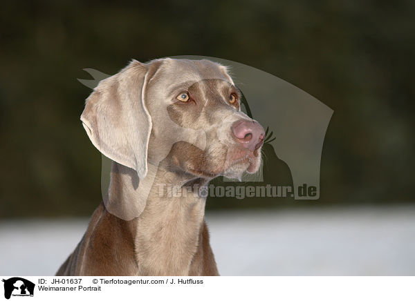 Weimaraner Portrait / Weimaraner Portrait / JH-01637