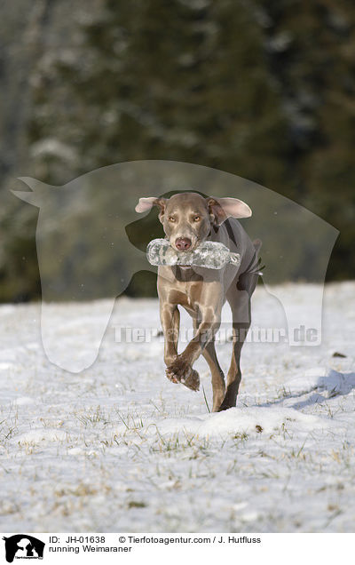 rennender Weimaraner im Schnee / running Weimaraner / JH-01638
