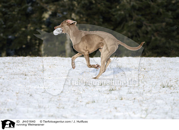 rennender Weimaraner im Schnee / running Weimaraner / JH-01640