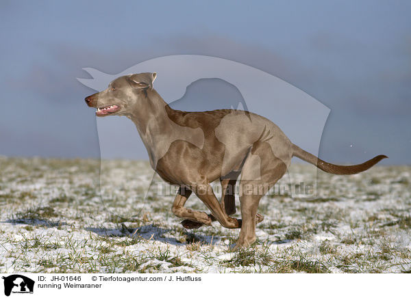rennender Weimaraner im Schnee / running Weimaraner / JH-01646