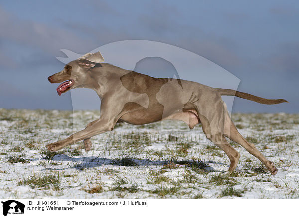 rennender Weimaraner im Schnee / running Weimaraner / JH-01651